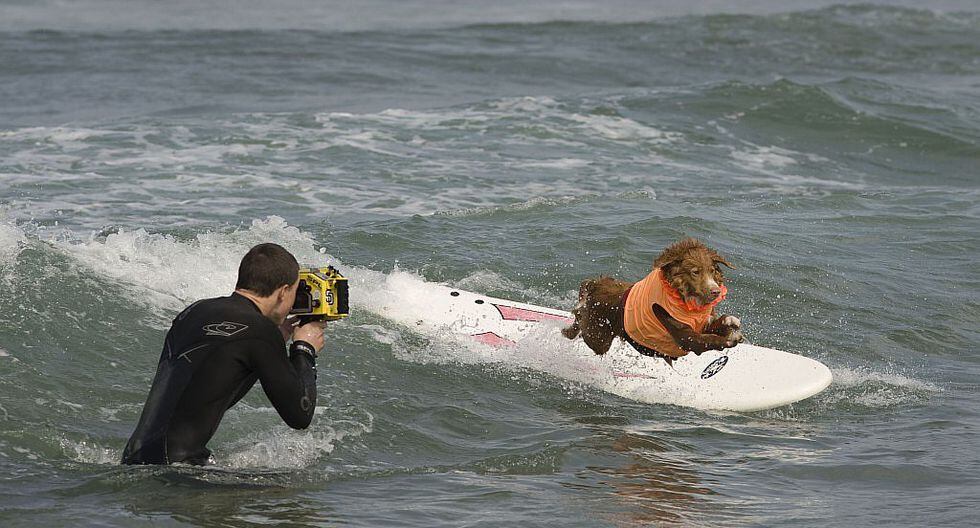 Surf Perros surfistas causan sensación en California GALERÍA Otros