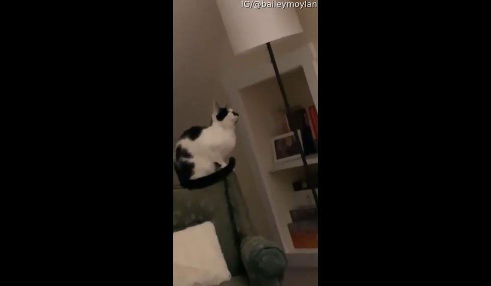 El video fue publicado en YouTube por el canal ViralHog. (Captura video de YouTube)