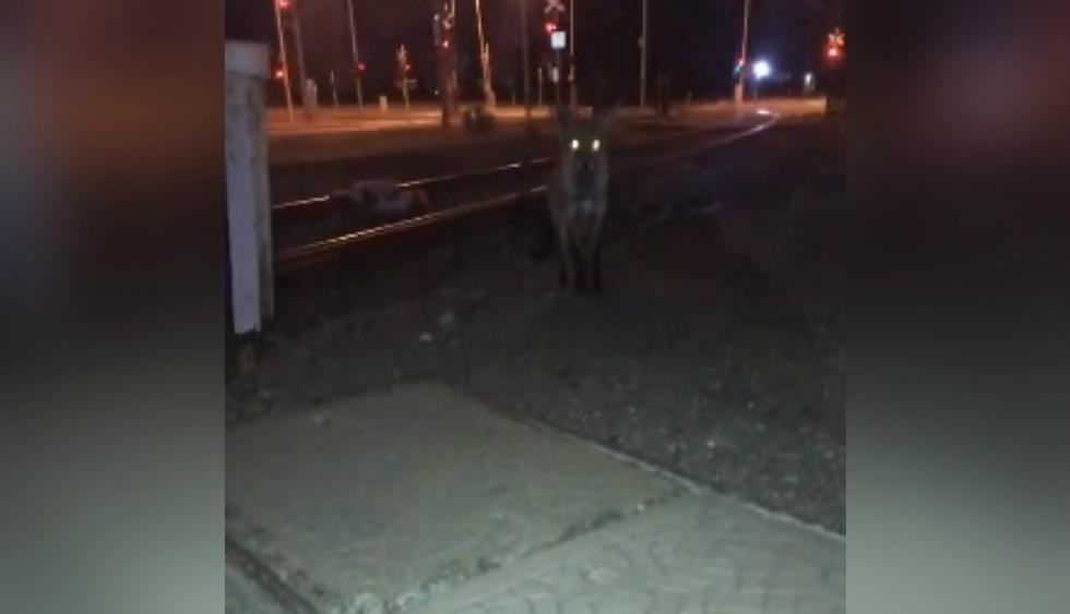 Un muchacho se percató que un zorro estaba caminando por la calle. (Facebook: @theCHIVE)