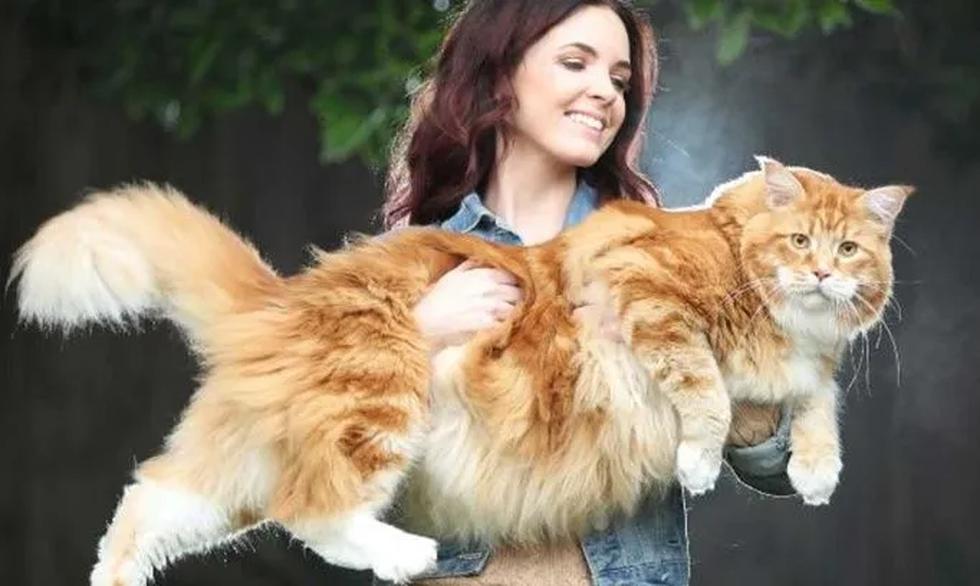 Omar, el gato que  mide 1 metro, pesa 14 kilos y es considerado el gato "más grande del mundo"