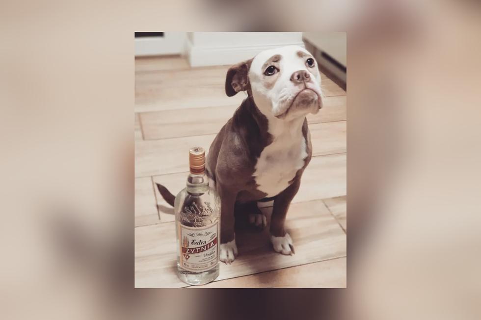 Sin embargo, esta adorable perrita de raza bulldog inglés lleva una vida llena de felicidad a lado de su dueña desde que era cachorra. (Fotos: @madame_eyebrows en Instagram)