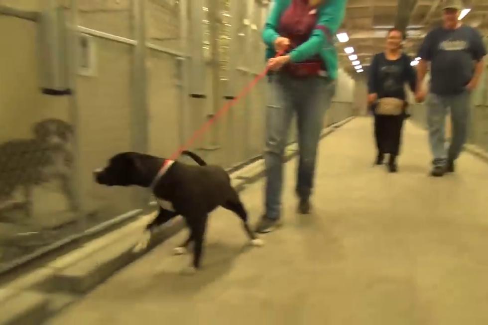 Tuvieron que pasar varios meses para que 'Benny' llegue a ser adoptado, cosa que alegró a quienes trabajan en el establecimiento, pero que emocionó aún más al propio can. (Foto: The Dodo)
