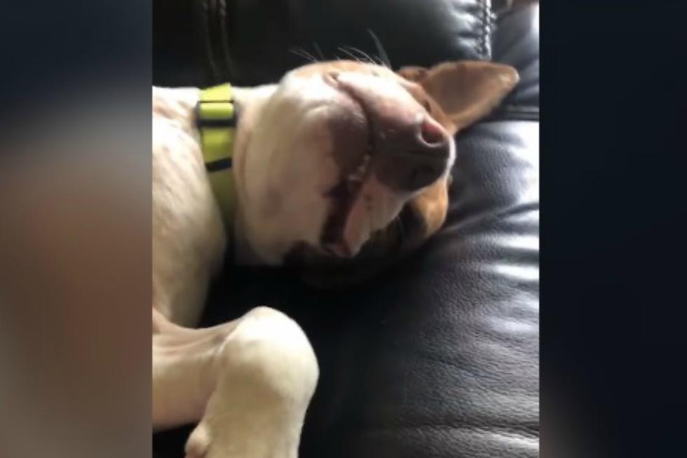 De un momento a otro, un pitbull se subió al auto de unos jóvenes. Cuando se dieron cuenta, este se había 'apoderado' de mucho más que el coche. (Foto: Captura)