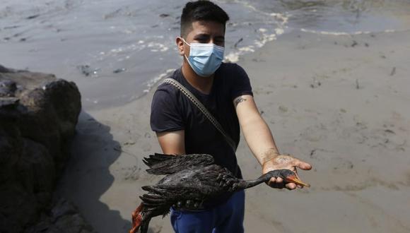 Diversas especies de aves se han visto afectadas tras el derrame de petróleo en el mar de Ventanilla. Foto: GEC