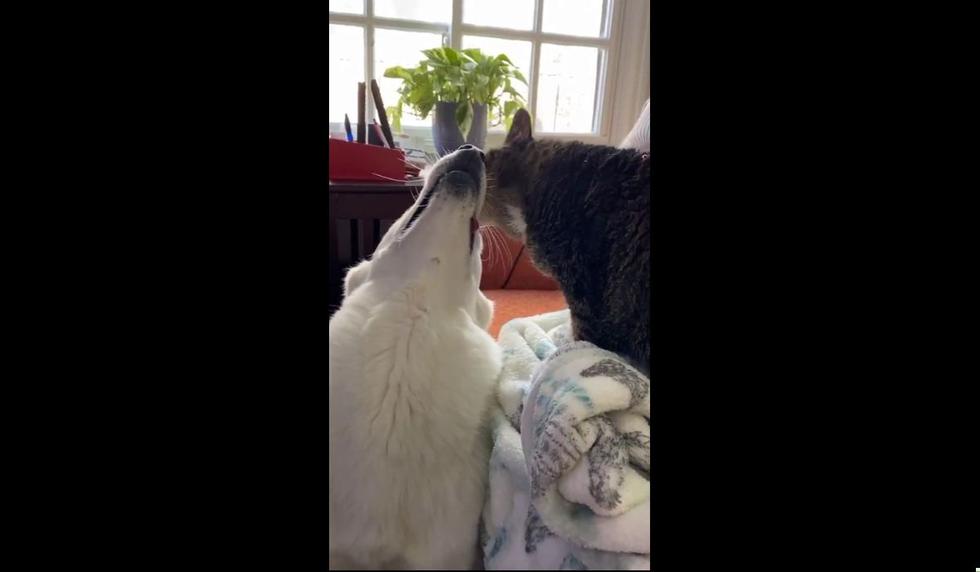 La gatita engrió a su amiga. (Foto: ViralHog)