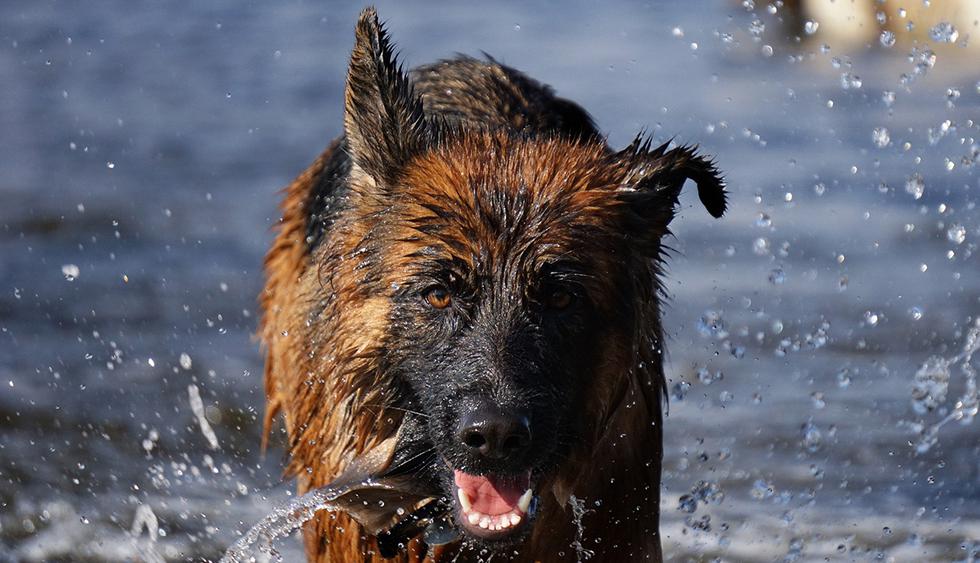 Facebook viral: Familia llega a su casa y encuentra al perro en peculiar escena que desató las risas de internautas | Estados Unidos | FB | Face | Animales | Perros