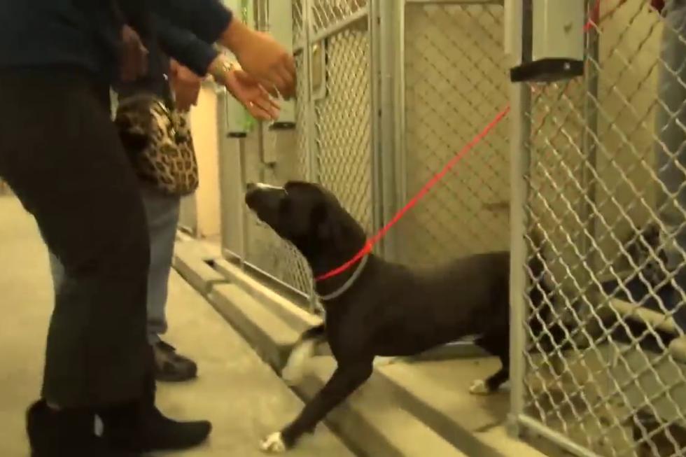 Tuvieron que pasar varios meses para que 'Benny' llegue a ser adoptado, cosa que alegró a quienes trabajan en el establecimiento, pero que emocionó aún más al propio can. (Foto: The Dodo)