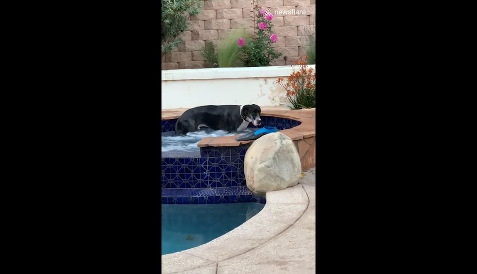 Familia llegó a su casa y encuentró a su perro en peculiar escena que desató las risas de internautas. El video es viral en redes sociales. (Facebook | Newsflare)