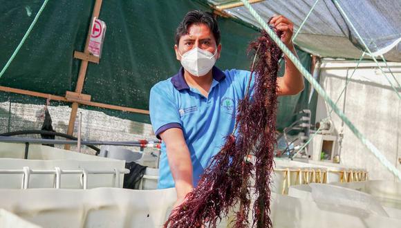 Pescadores artesanales de Ilo elaboran productos sobre la base de yuyo y algas marinas. (Foto: ITP)