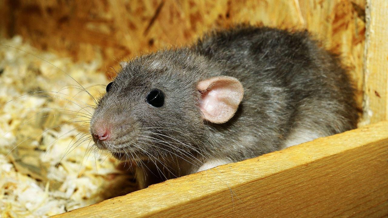 Hantavirus: qué es, cómo se propaga y dónde nació el nuevo virus que ya cobró una víctima mortal en China