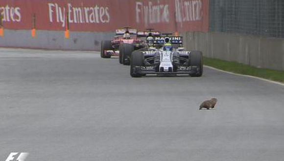 Fórmula Uno: una marmota se cruza en plena carrera del GP de Canadá [VIDEO]