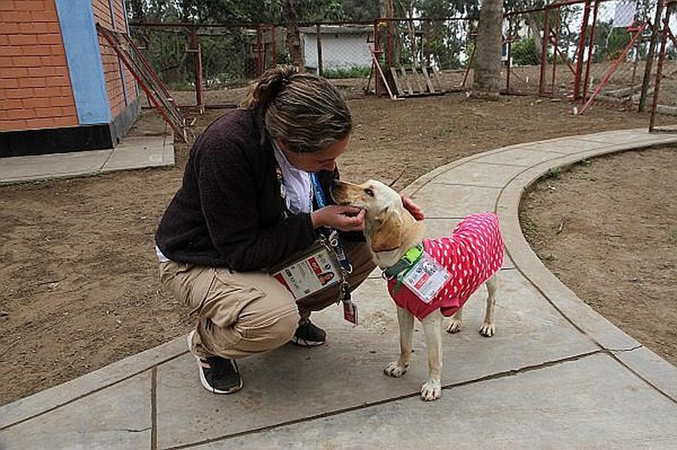 Lima 2019: Conoce a los perros que están acreditados en los Juegos Panamericanos y que puedes adoptar | FOTOS
