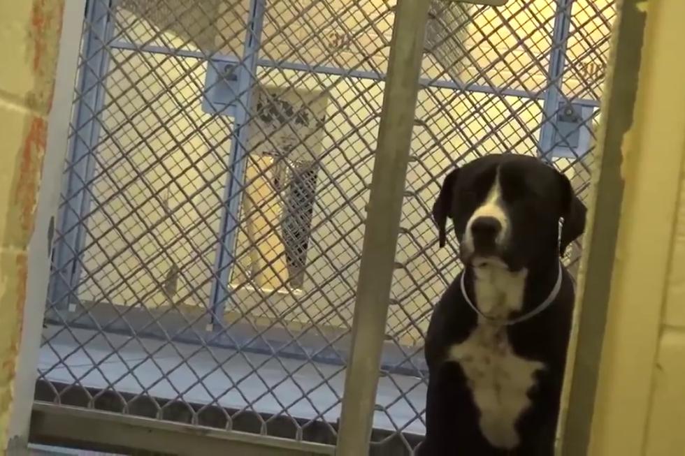 Tuvieron que pasar varios meses para que 'Benny' llegue a ser adoptado, cosa que alegró a quienes trabajan en el establecimiento, pero que emocionó aún más al propio can. (Foto: The Dodo)