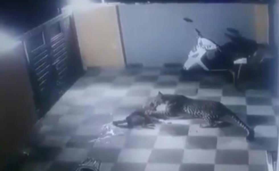 Por intermedio de las cámaras de seguridad, ellos han visto la reunión entre un perro y un leopardo que apareció de pronto en el patio de su casa tras saltar por la ventana.