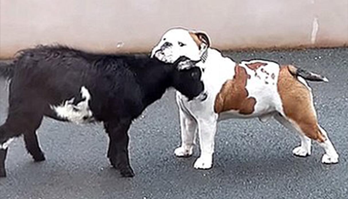 Cabra bebé ataca furiosamente a un bulldog y éste la mira sin entender nada. El video es viral en redes sociales. (YouTube)