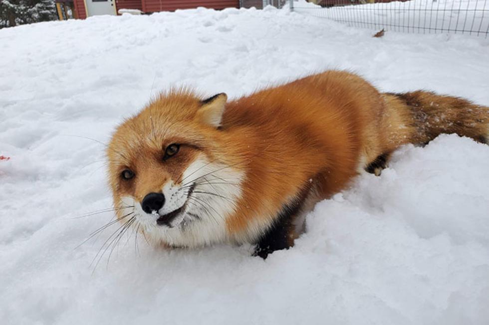 En el video se observa a 'Dixie' arrebatar un teléfono y echar a correr con la intención de enterrarlo en el suelo. (Foto: @saveafox_rescue en Instagram)