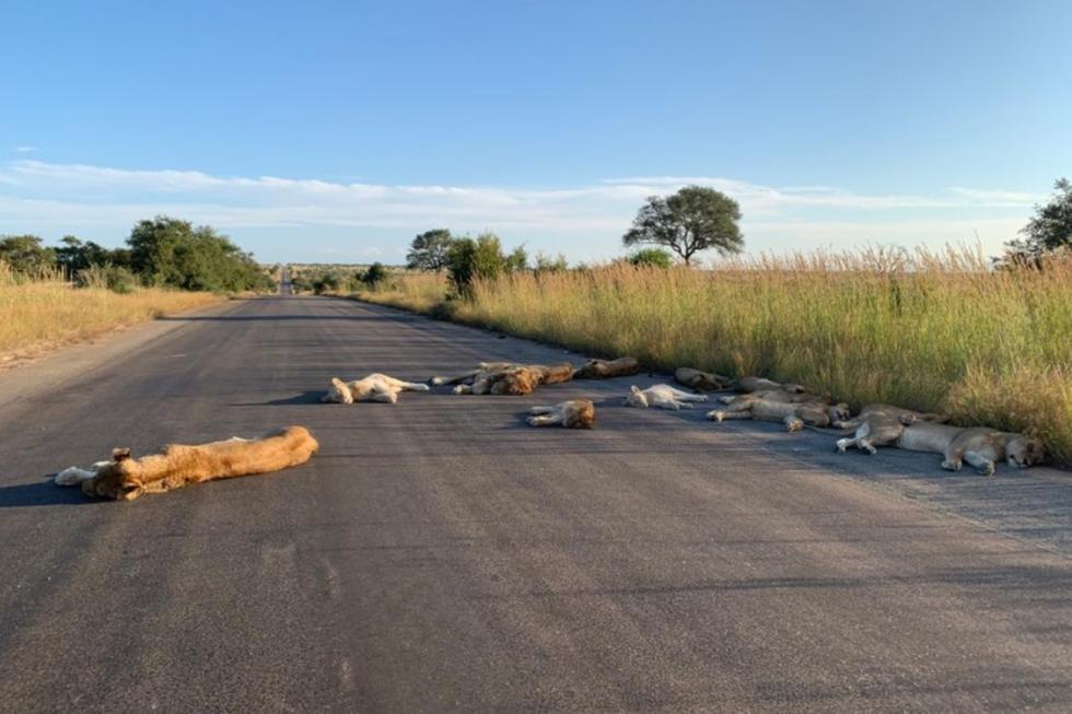 Los felinos habitan la reserva del Parque Nacional Kruger (Foto: Twitter/ @SANParksKNP)