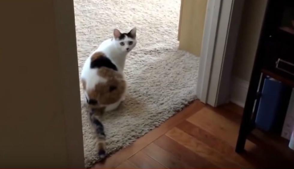 Eventualmente el perro logró espantar al gato. (YouTube: Rumble Viral)