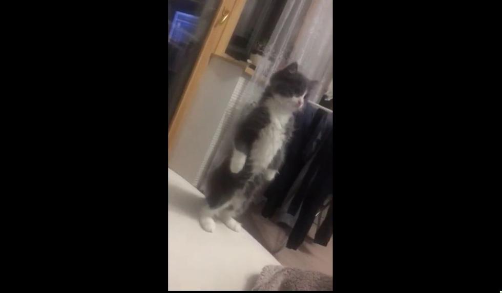 El gato permaneció parado por varios segundos. (Foto referencial: Pixabay)