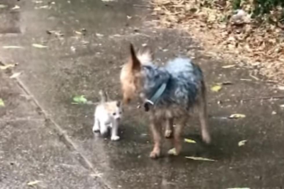 'Hazel' encontró a la minina -que posteriormente fue bautizada como 'Sheba'- en la entrada de su casa y la llevó hasta su dueña, que la ayudó y logró que su hermano la adoptara. (Foto: Happily en YouTube)