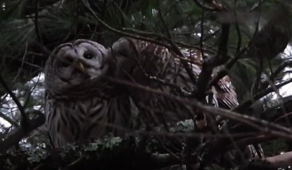 El video fue grabado en New Hampshire, Estados Unidos. (Captura)