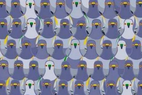 Busca y encuentra al gato entre las palomas en solo 5 segundos [FOTO]