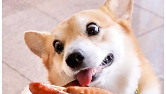 "Corgi", el perrito que hizo viral por muecas FOTO: Instagram
