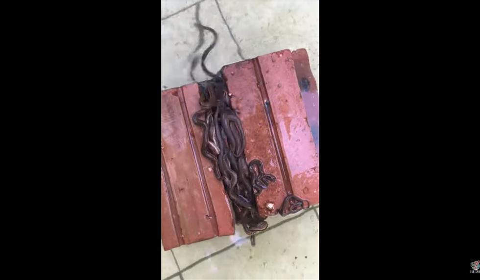 Un hombre se llevó tremendo susto al encontrar decenas de pequeñas serpiente en una pila de ladrillos. El video es viral en redes sociales. (YouTube)
