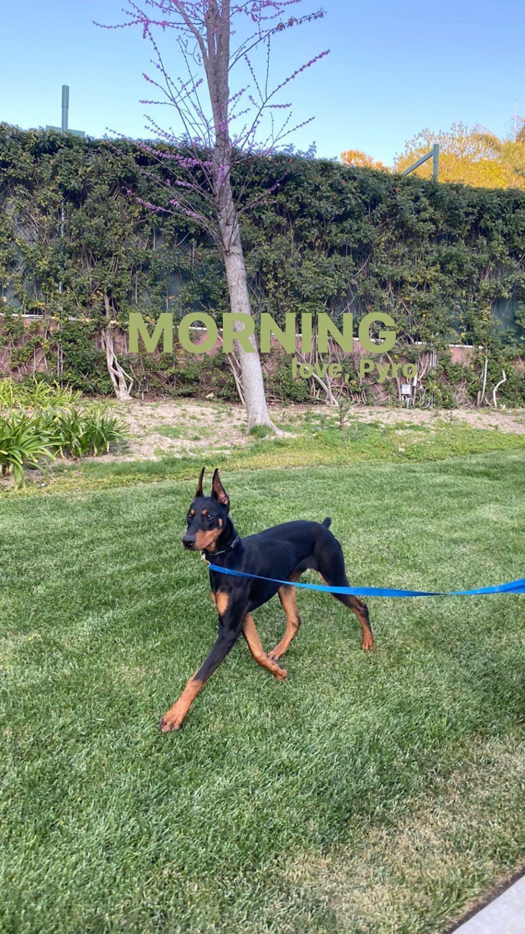Kendall Jenner pasea a su perro Rottweiler todas la mañanas. (Foto: Instagram)