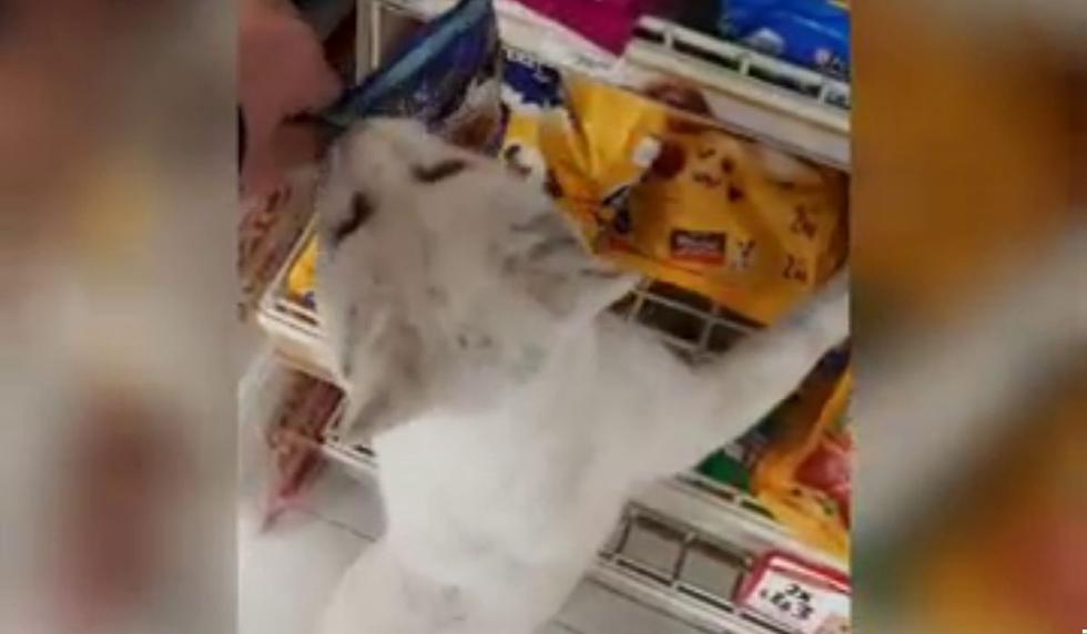 Y aquí lo vemos en acción. (Foto: Tania Santos)