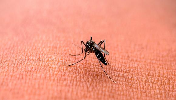 Declaran en emergencia sanitaria 51 distritos del país por brote de dengue. (Foto: Shutterstock)