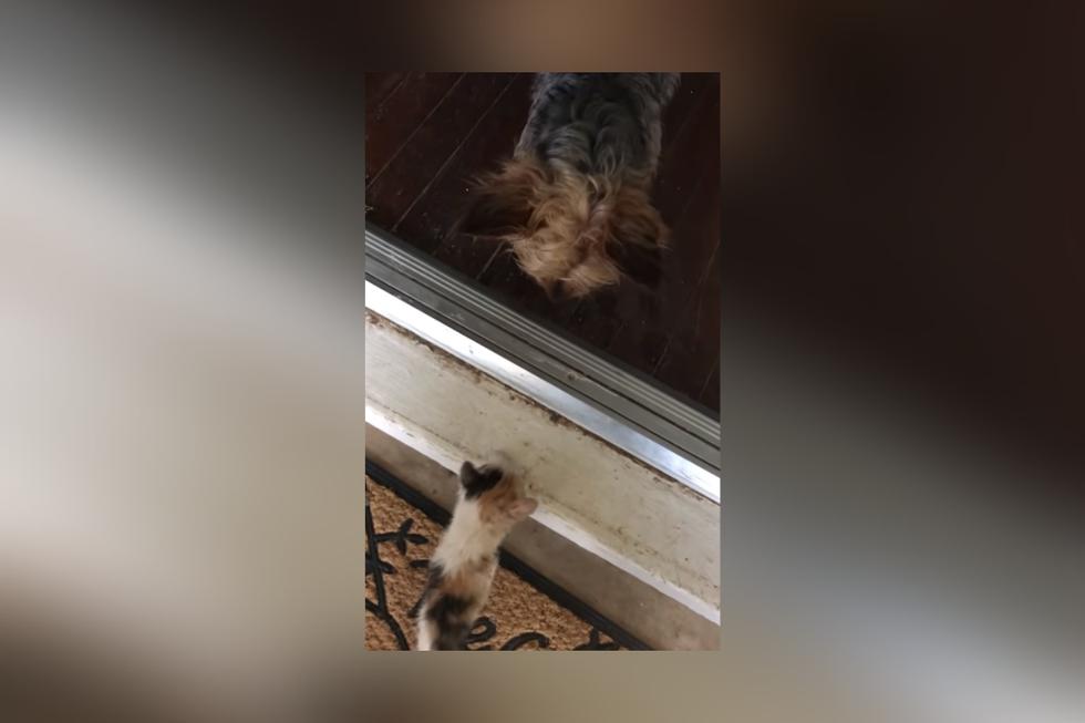 'Hazel' encontró a la minina -que posteriormente fue bautizada como 'Sheba'- en la entrada de su casa y la llevó hasta su dueña, que la ayudó y logró que su hermano la adoptara. (Foto: Happily en YouTube)