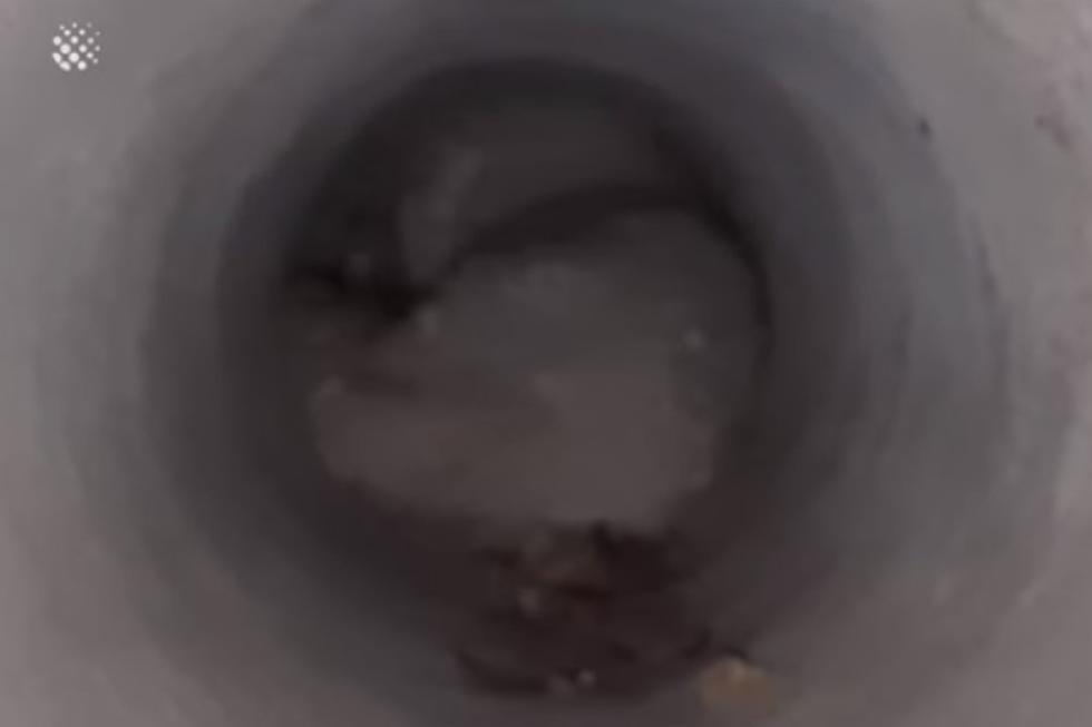 Al revisar, se dio cuenta que era su mascota perdida durante 17 días. | Foto: YouTube/Newsflare