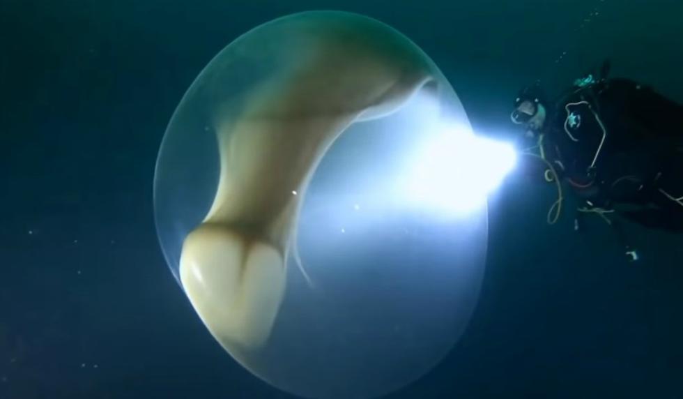 Se hizo viral en YouTube el hallazgo de un grupo de científicos en las costas de Noruega. (Foto: Captura)