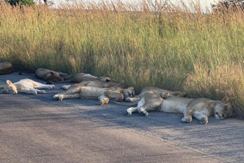 La escena ocurrió en Sudáfrica (Foto: Twitter/ @SANParksKNP)