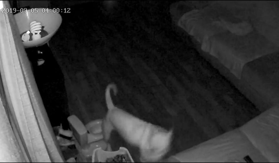 El video fue compartido por el canal ViralHog. (Captura)