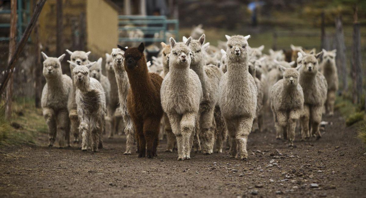 Alpacas pueden servir de ayuda para combatir el COVID-19