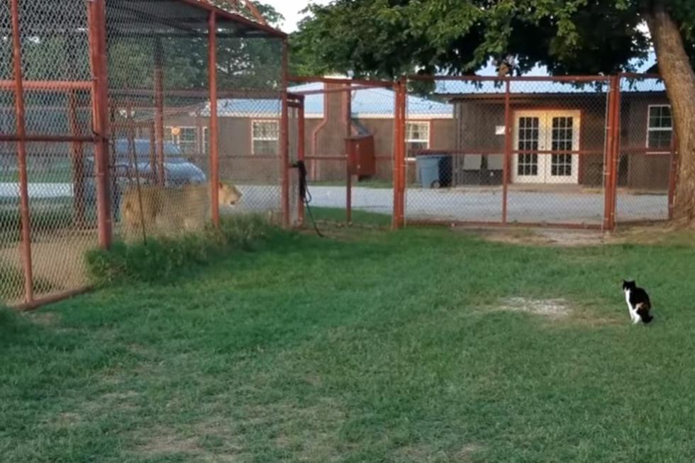 Baggy, a pesar las advertencias de su dueño, quiso luchar contra el león. | Foto: Captura YouTube/BigCatDerek