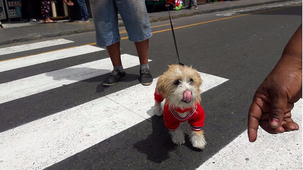Perú vs. Nueva Zelanda: calles de Lima se pintaron de rojo y blanco [FOTOS]