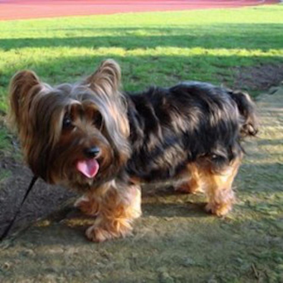 Perrito roba dentadura de mentira y su dueño estalla en risas: el video es popular en Facebook y Youtube
