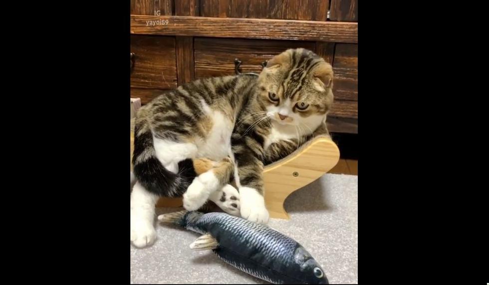 Muchos usuarios se divirtieron al ver al gato. (Foto: @9GAG)