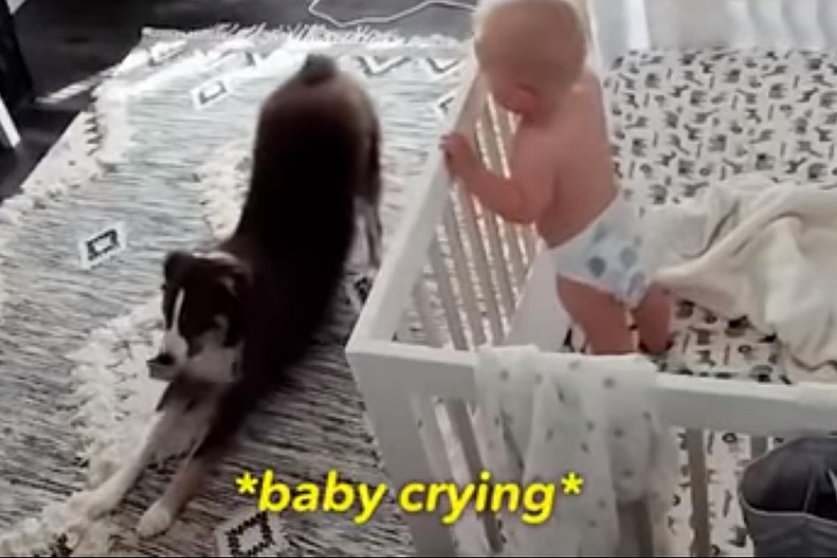 YouTube Viral: Mujer descubre mediante una cámara de seguridad lo que su perro hace con su hijo durante las noches