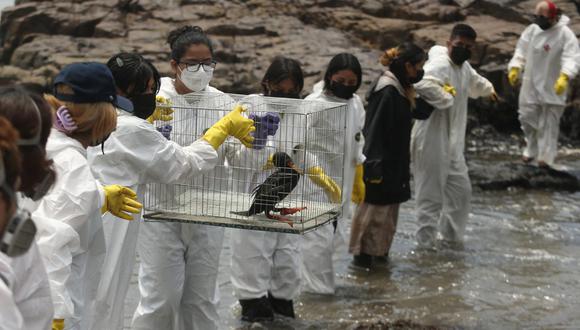 Voluntarios se ayudan para recuperar un ave afectada por el petróleo que se derramó el sábado en la refinería La Pampilla. (Alessandro Currarino / @photo.gec)