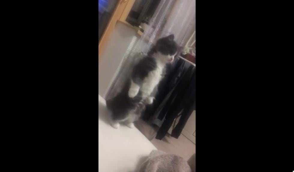 El animal no mostró incomodidad. (Foto referencial: Pixabay)