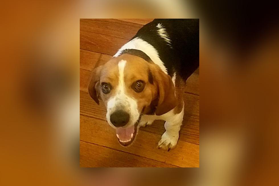 'Gregory' ahora vive feliz con sus nuevos dueños, que se dedican a encontrar perros abandonados a punto de ser sacrificados para buscarles un nuevo hogar. (Foto: Schenley Hutson Kirk en Facebook)