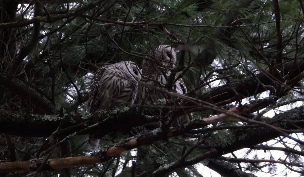 El clip puede volverse mucho más popular en los siguientes días. (Captura)