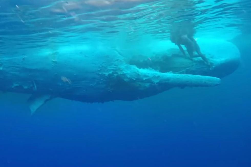 Se viralizó en YouTube el inesperado encuentro entre un grupo de buzos y un tiburón blanco. Ocurrió en Hawái. (Foto: Captura)