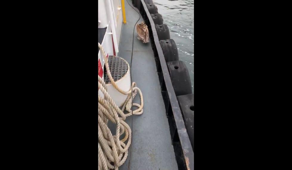 El clip no muestra lo que pasó después que el animal despertase.