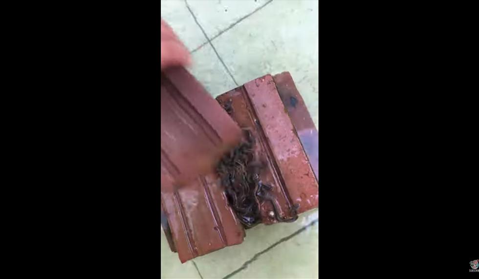 Un hombre se llevó tremendo susto al encontrar decenas de pequeñas serpiente en una pila de ladrillos. El video es viral en redes sociales. (YouTube)