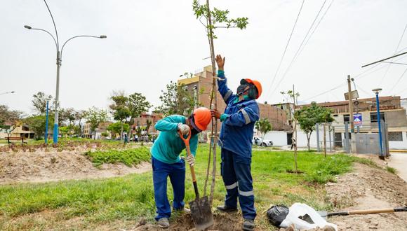 La Municipalidad de Lima ha plantado, a la fecha, unos 1,040 árboles en 15 parques y bermas centrales de las principales avenidas de Comas. (Foto: MML)